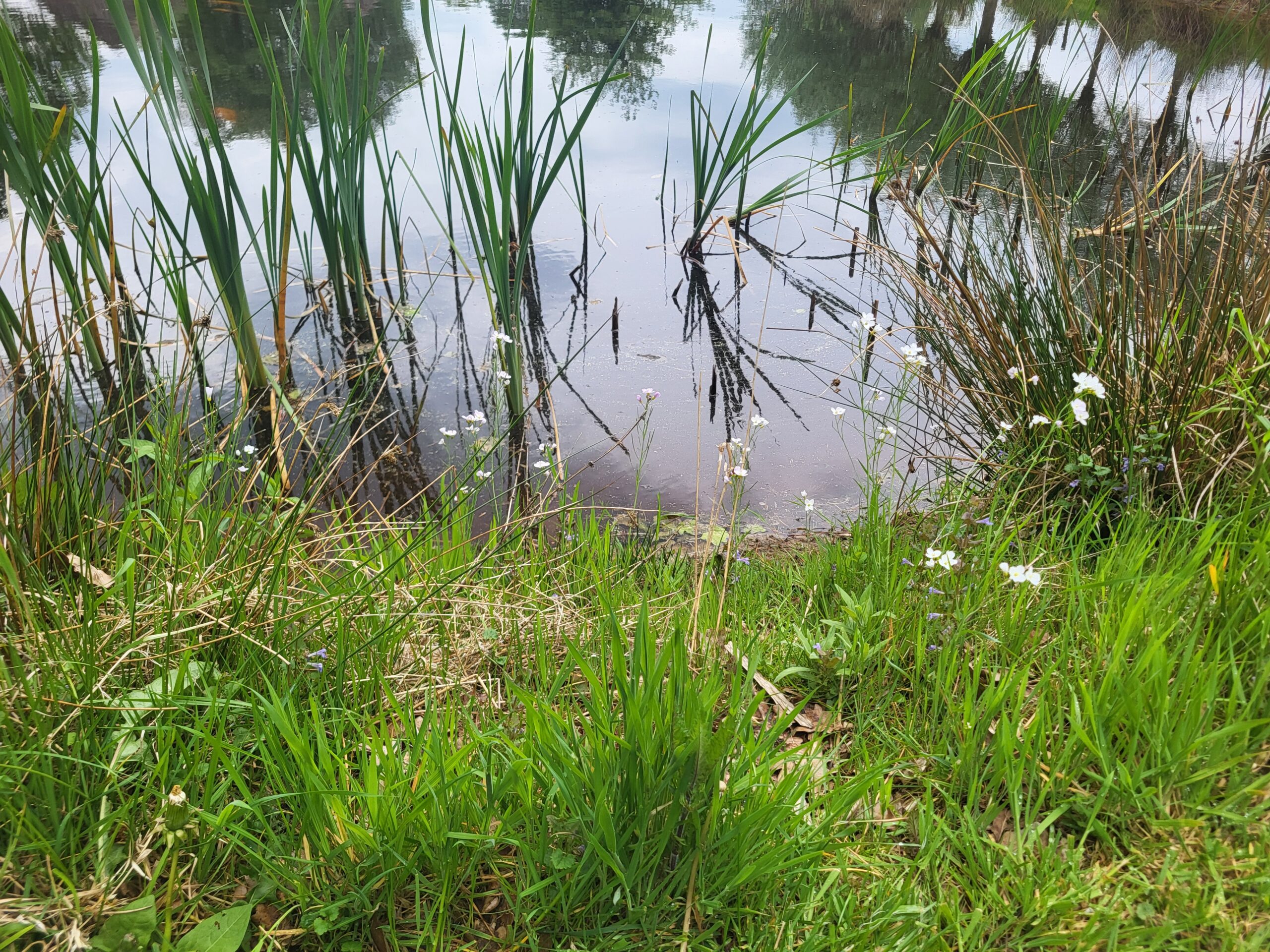vijver met riet